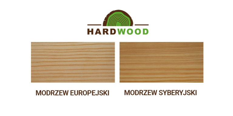 modrzew europejski czy modrzew syberyjski obraz 1